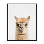 Llama Poster
